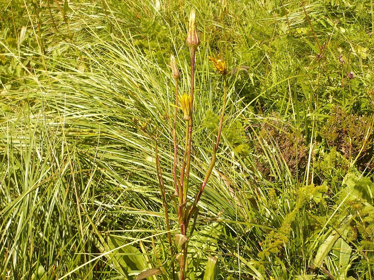 Tragopogon pratensis subsp. orientalis (Asteraceae)